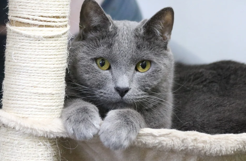  고양이 샤트룩스 Chartreux (샤르트뢰)