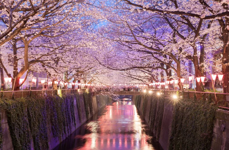 나카메구로 벚꽃 야경
