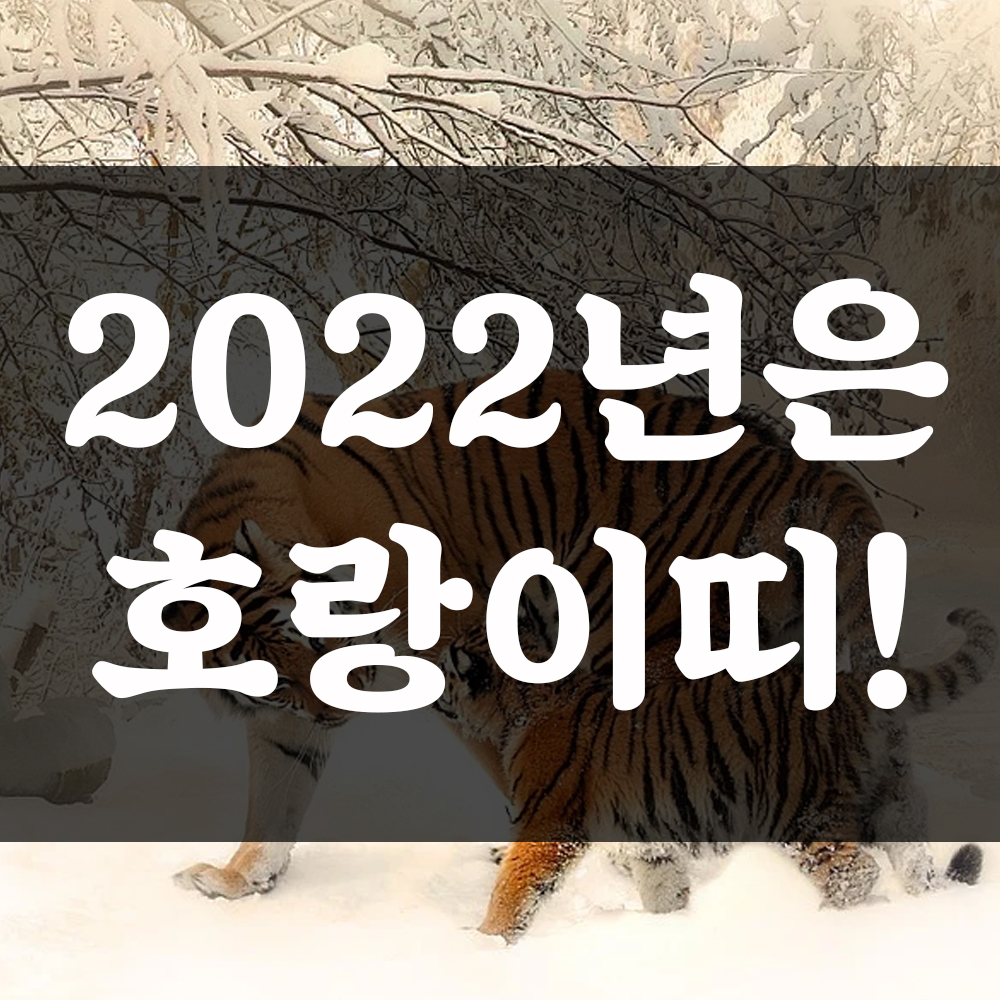 2022년 삼재띠