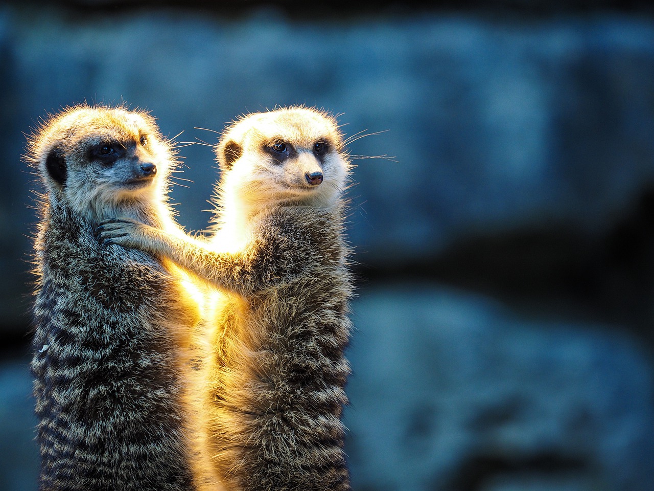  mongoDB와 mongoose