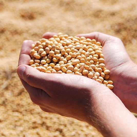  식탁 위의 GMO 식품 무엇이 있을까? - 수입허가 GMO 7종, 가공식품