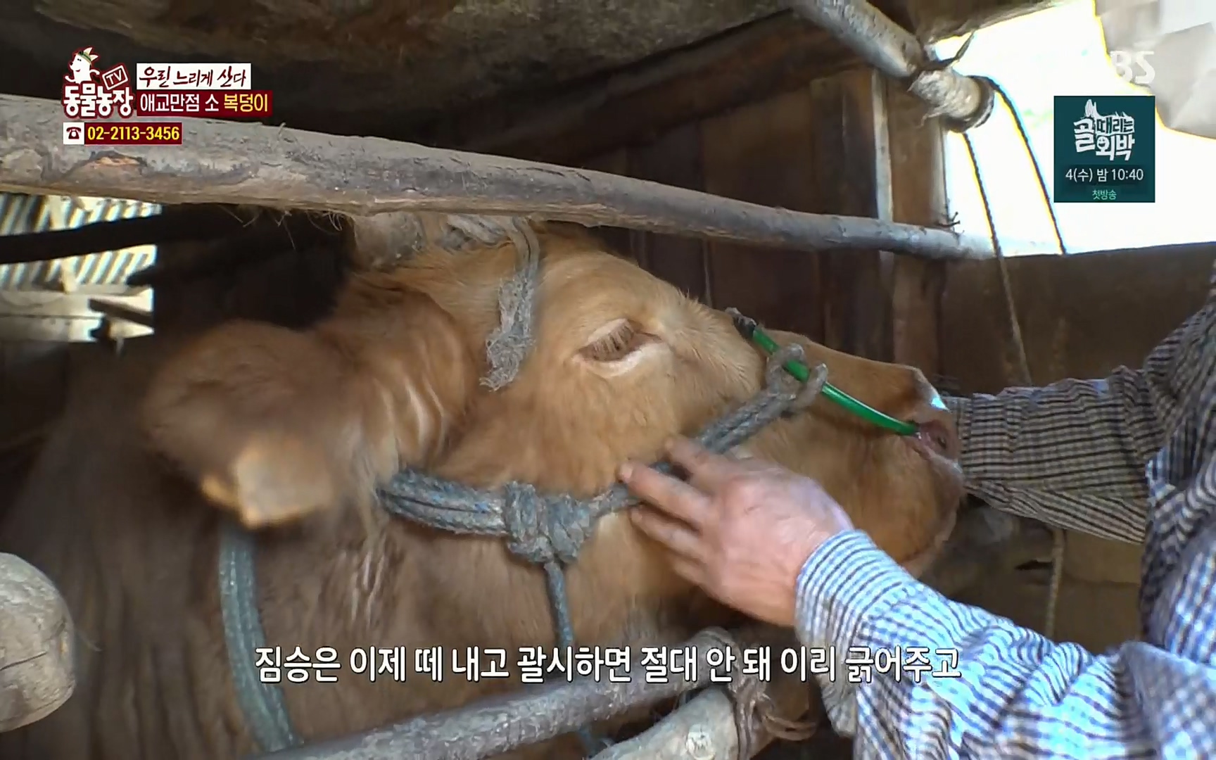 TV 동물농장.E1067.220501p.H264-F1RST.mp4_20220501_183553.331.jpg