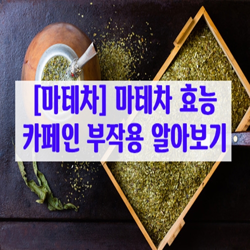  [마테차] 마테차 효능 카페인 부작용 알아보기