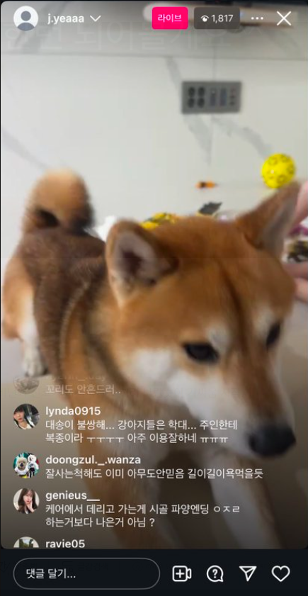 현대해상 키즈모델 엄마 시바견 동물학대 파양 논란 08