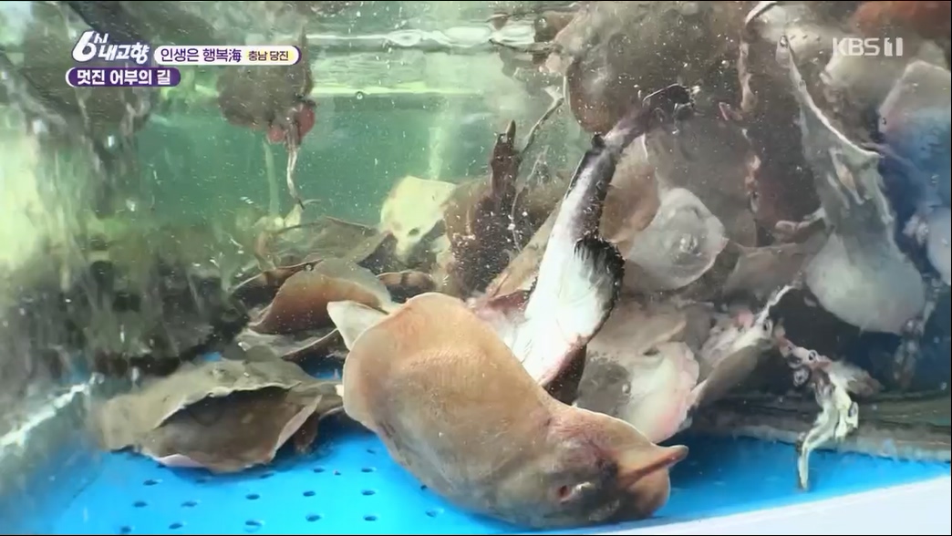 6시 내고향.E7806.230613p.H264-F1RST.mp4_20230614_205852.672.jpg