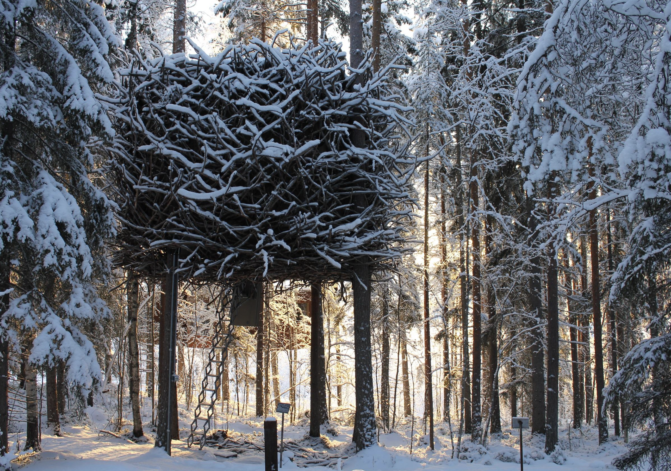 TreeHotel&#44; Bird&#39;s Nest