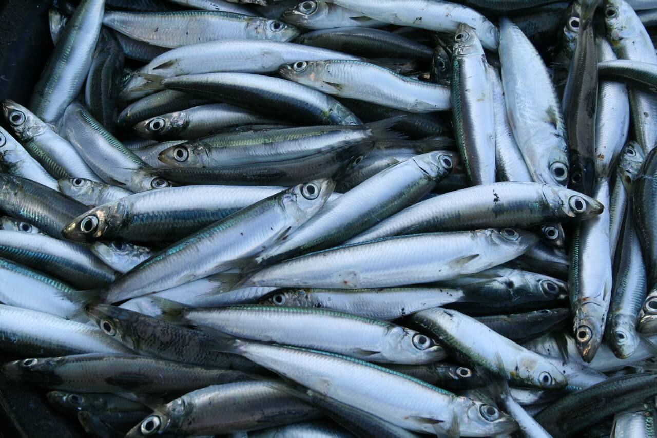등푸른-생선-여러마리