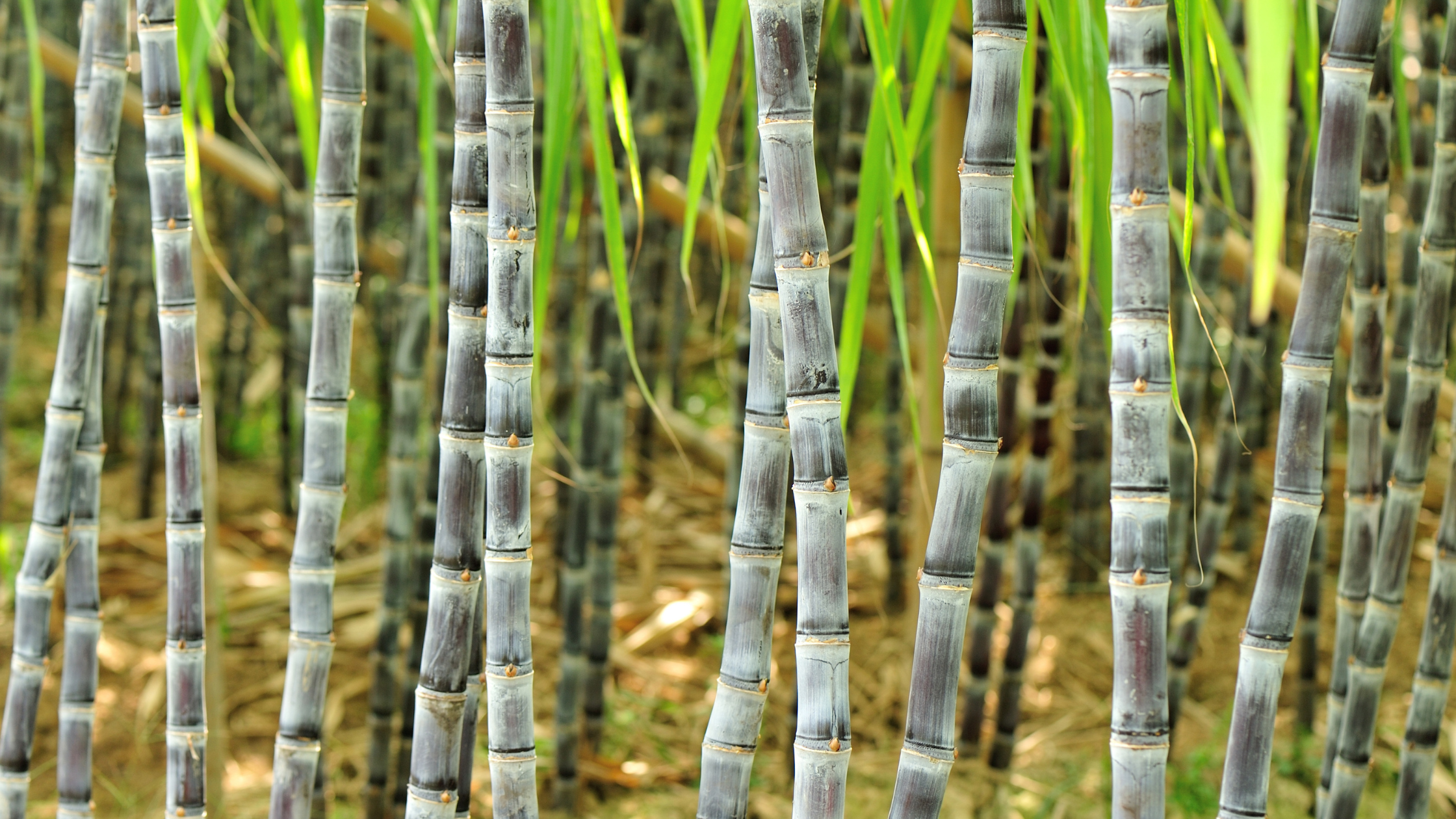 Sugarcane