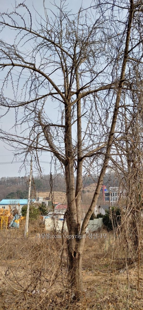 은행나무. 암수 both 판매 은행나무. 암수 Both 판매
