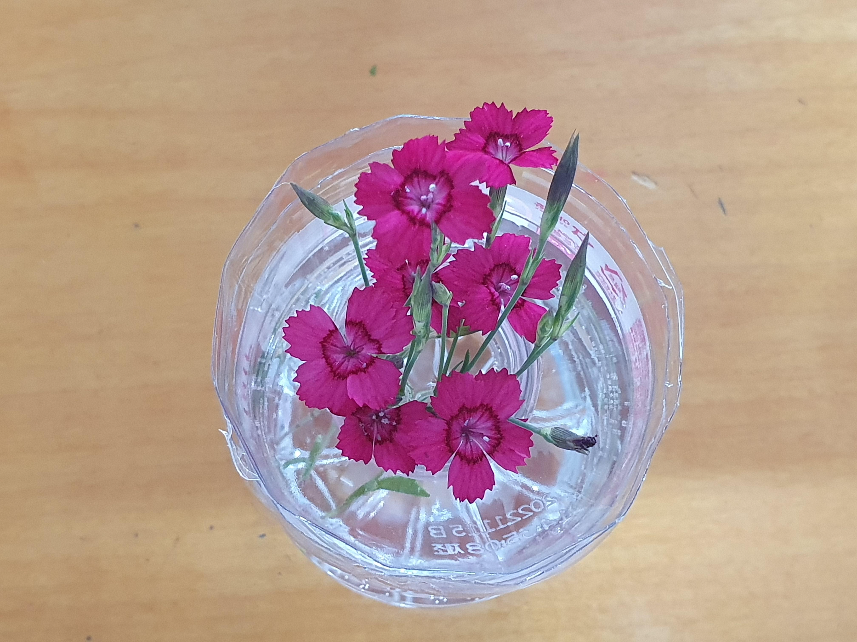 패랭이꽃