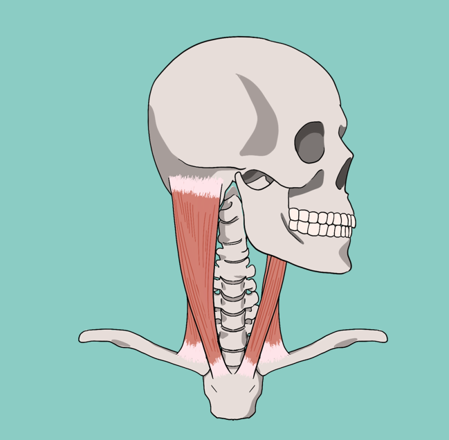 흉쇄유돌근(목빗근) 통증, 기능, 해부, 턱관절과의 관련성 그 모든 것
