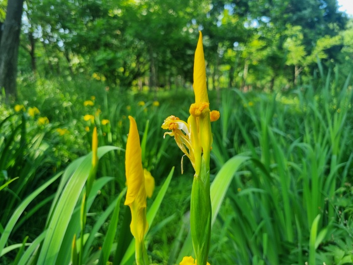 노랑꽃창포-꽃봉오리