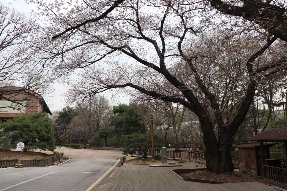 홍릉시험림(홍릉수목원) #페이지 토.일요일서울가볼만한곳 59