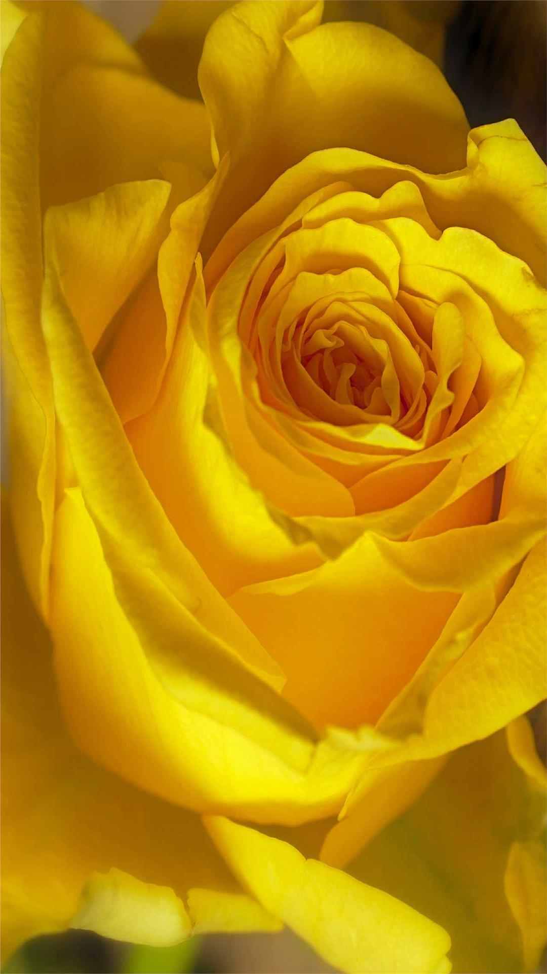 Rose Flower iPhone Wallpaper