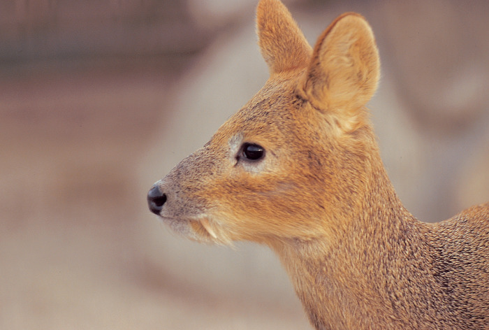  멸종 위기 동물 - 고라니(물사슴, 보노루, 복작노루)獐子 | Water deer