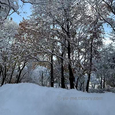 쌓인-첫눈