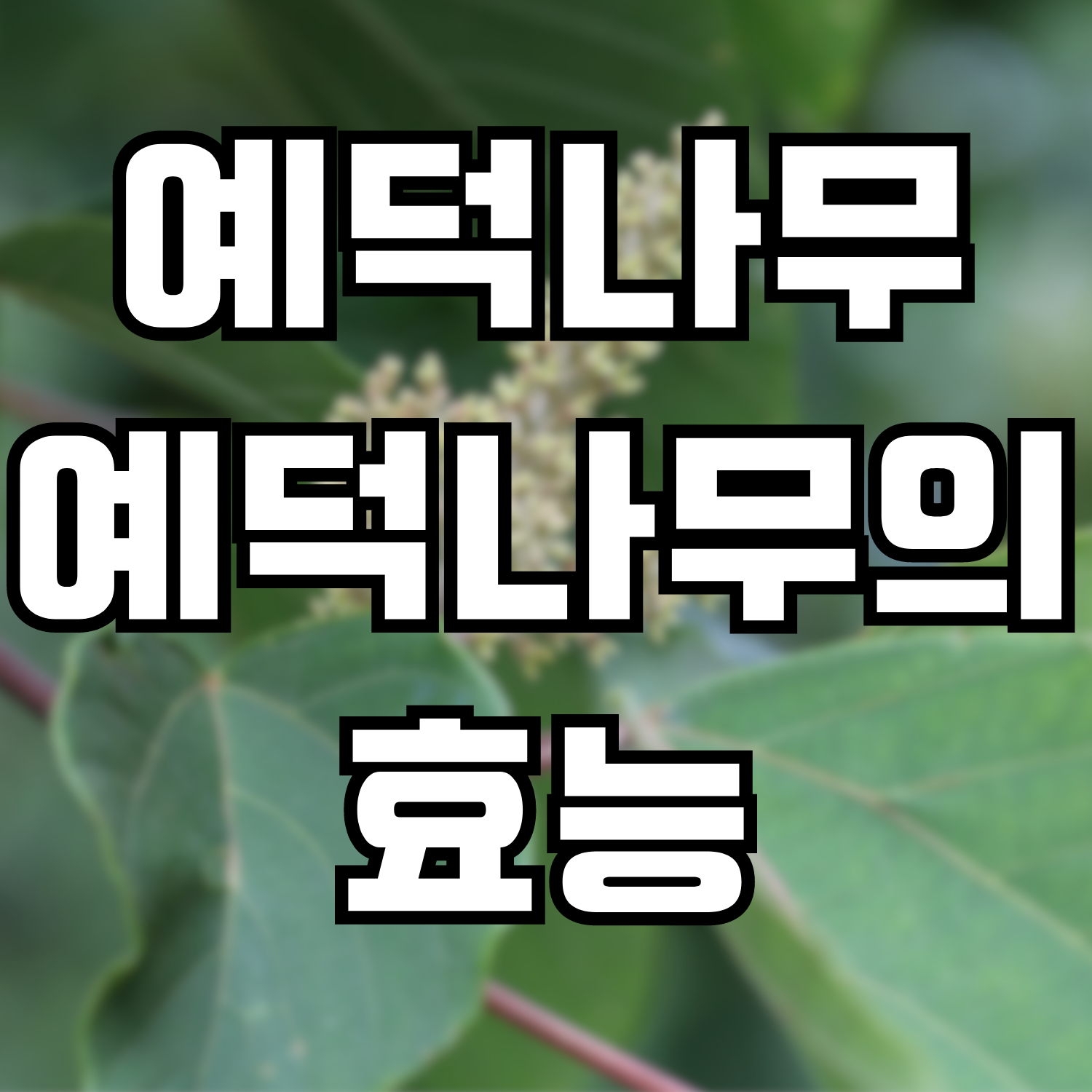  예덕나무, 예덕나무의 효능