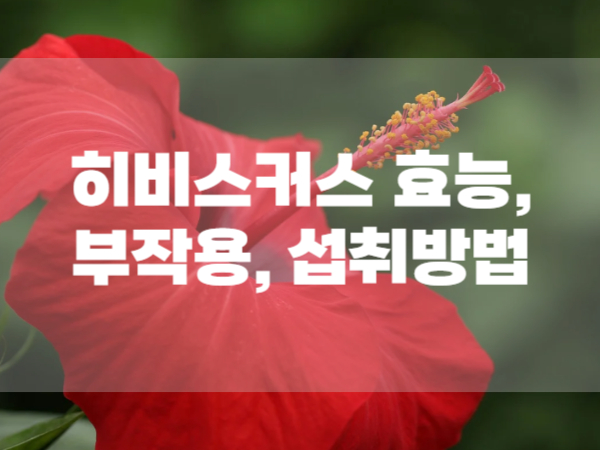 히비스커스 효능, 부작용, 섭취방법