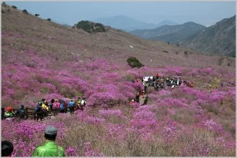 비슬산 참꽃축제 등산코스 맛집_5