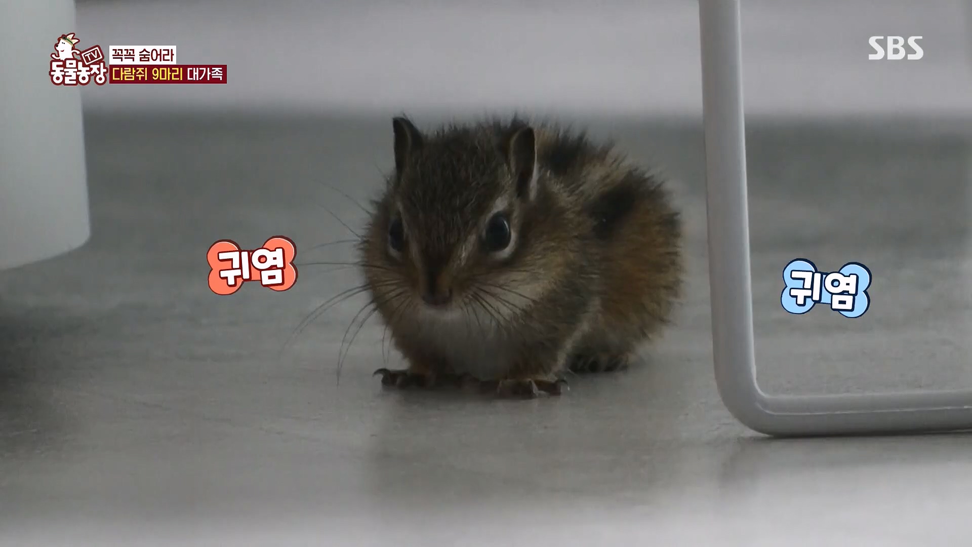 TV 동물농장.E1118.230430p.H264-F1RST.mp4_20230430_172346.672.jpg