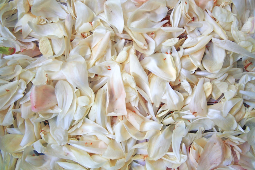 Black garlic