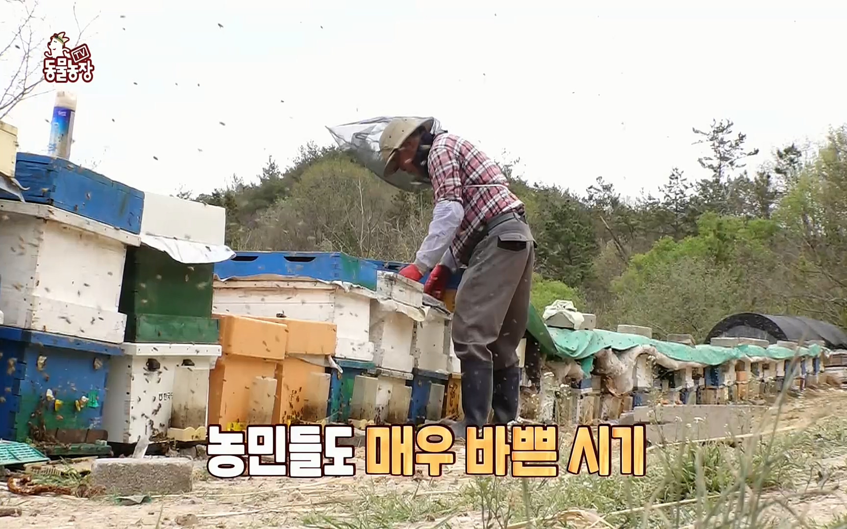 TV 동물농장.E1072.220605p.H264-F1RST.mp4_20220605_181442.134.jpg