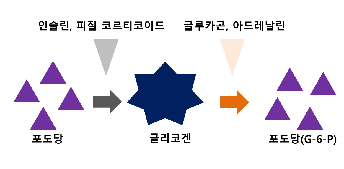 글리코겐 대사