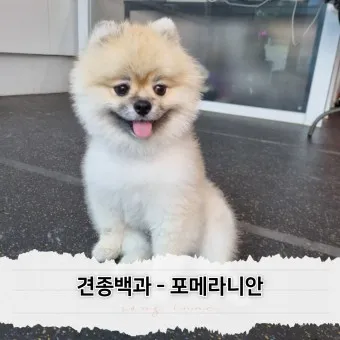 포메라니안 분양가 성격 특징 장단점 사료추천 가격_17