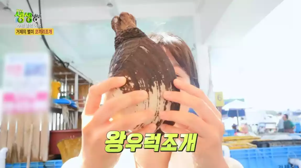 왕우럭 조개