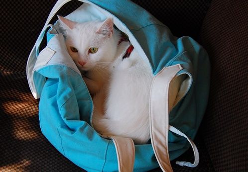 천-재질-이동가방-안의-흰색-고양이