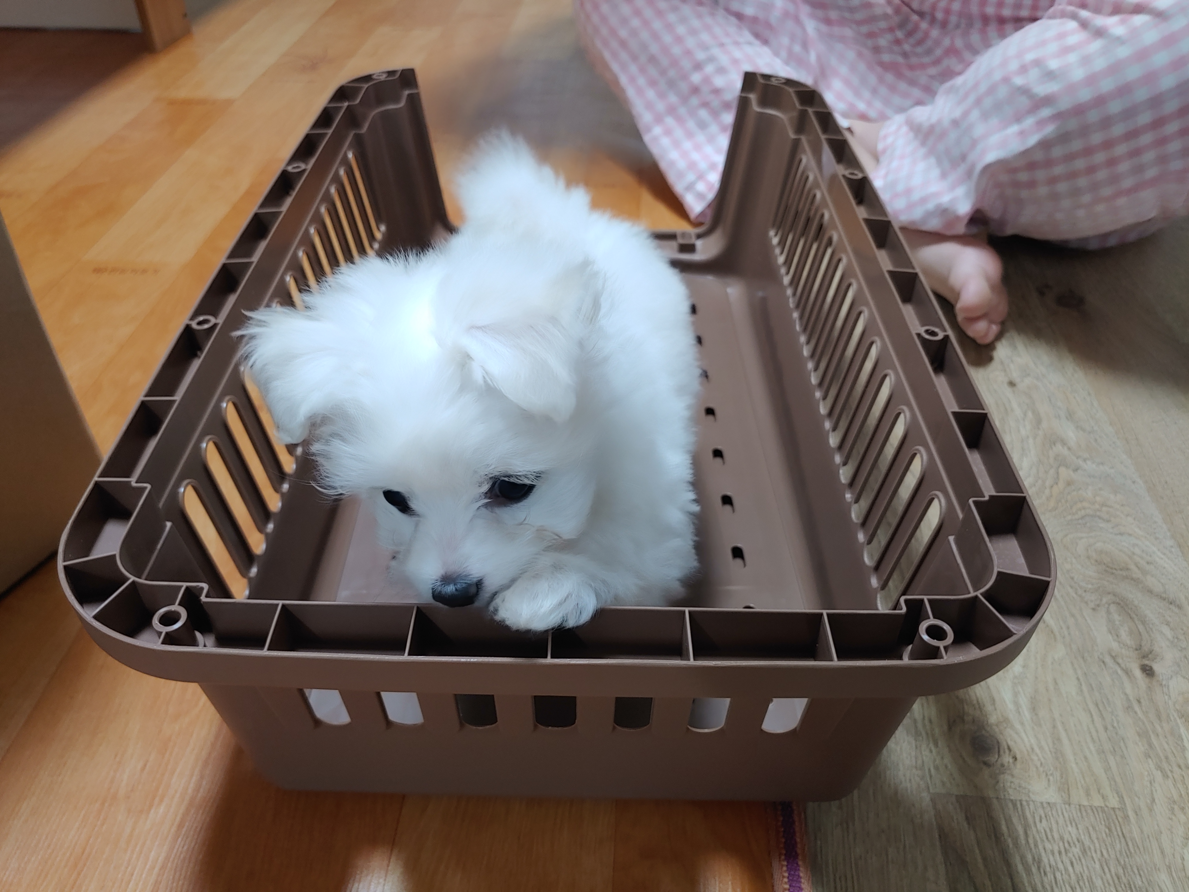  말티푸 강아지 소형견 켄넬 행복켄넬 250 사용후기