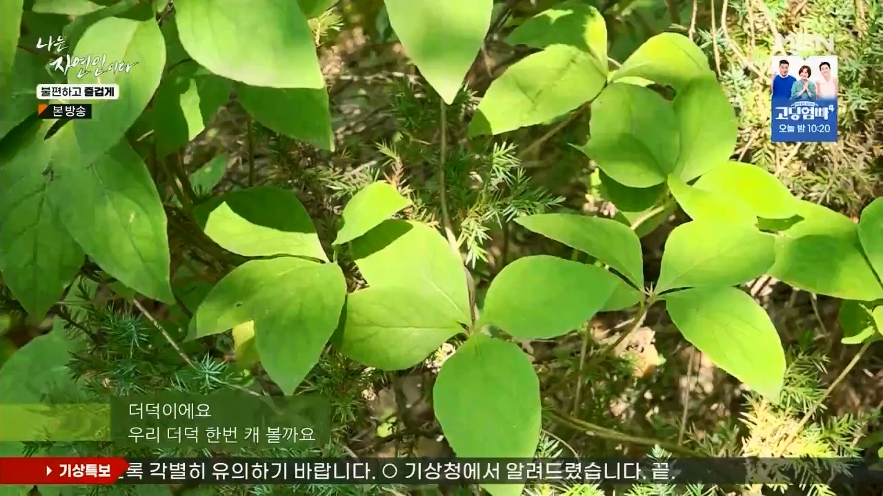 나는 자연인이다.E566.230810p.WANNA.mp4_20230810_202556.906.jpg