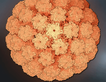 HPV 바이러스