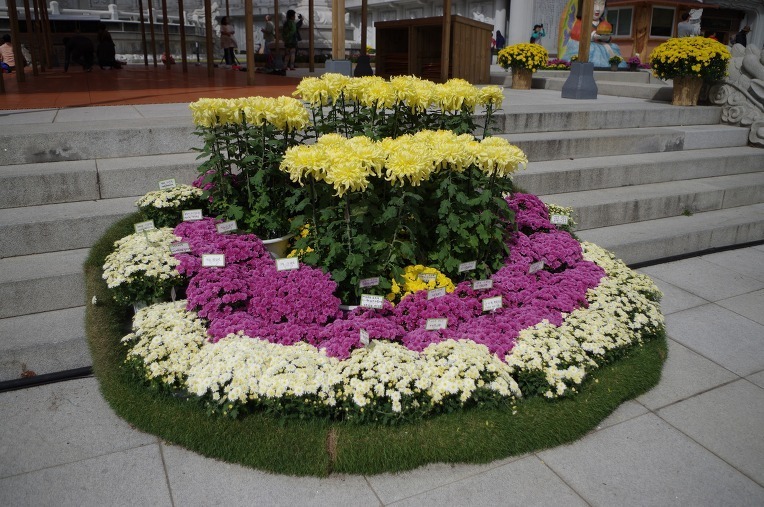  대구 동화사 국화축제