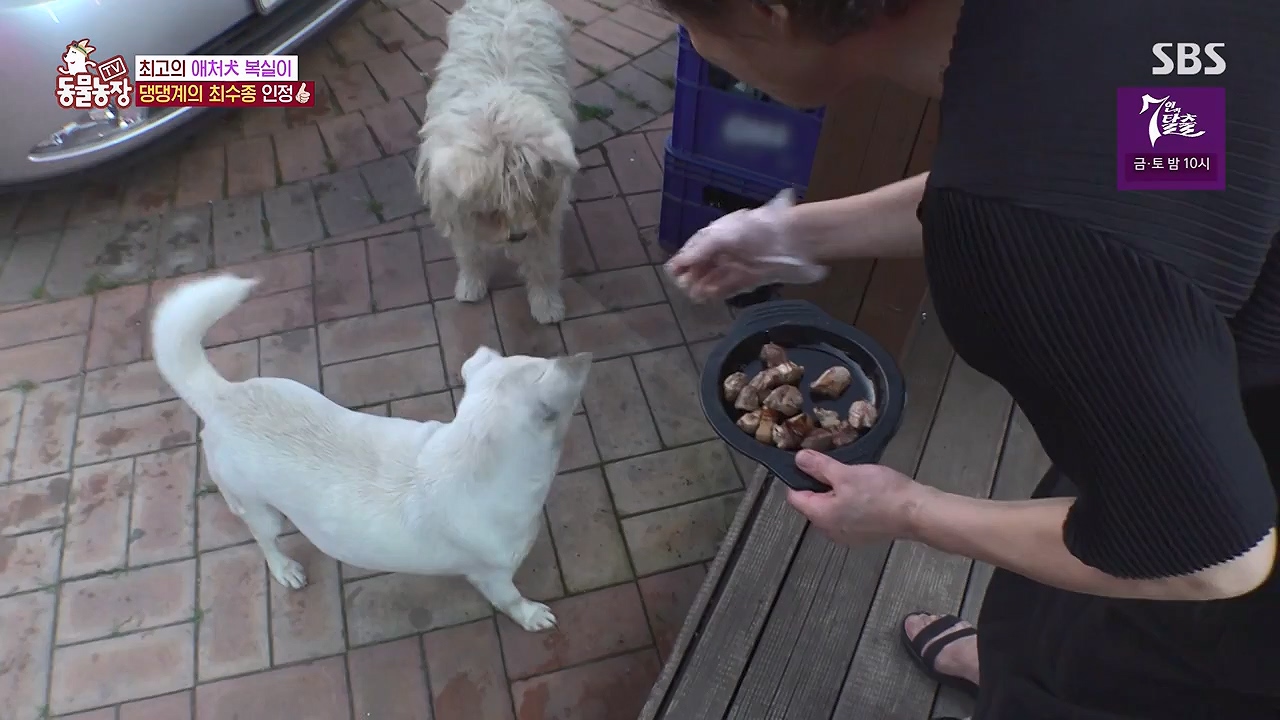TV 동물농장.E1138.230918p-NEXT.mp4_20230917_174228.180.jpg