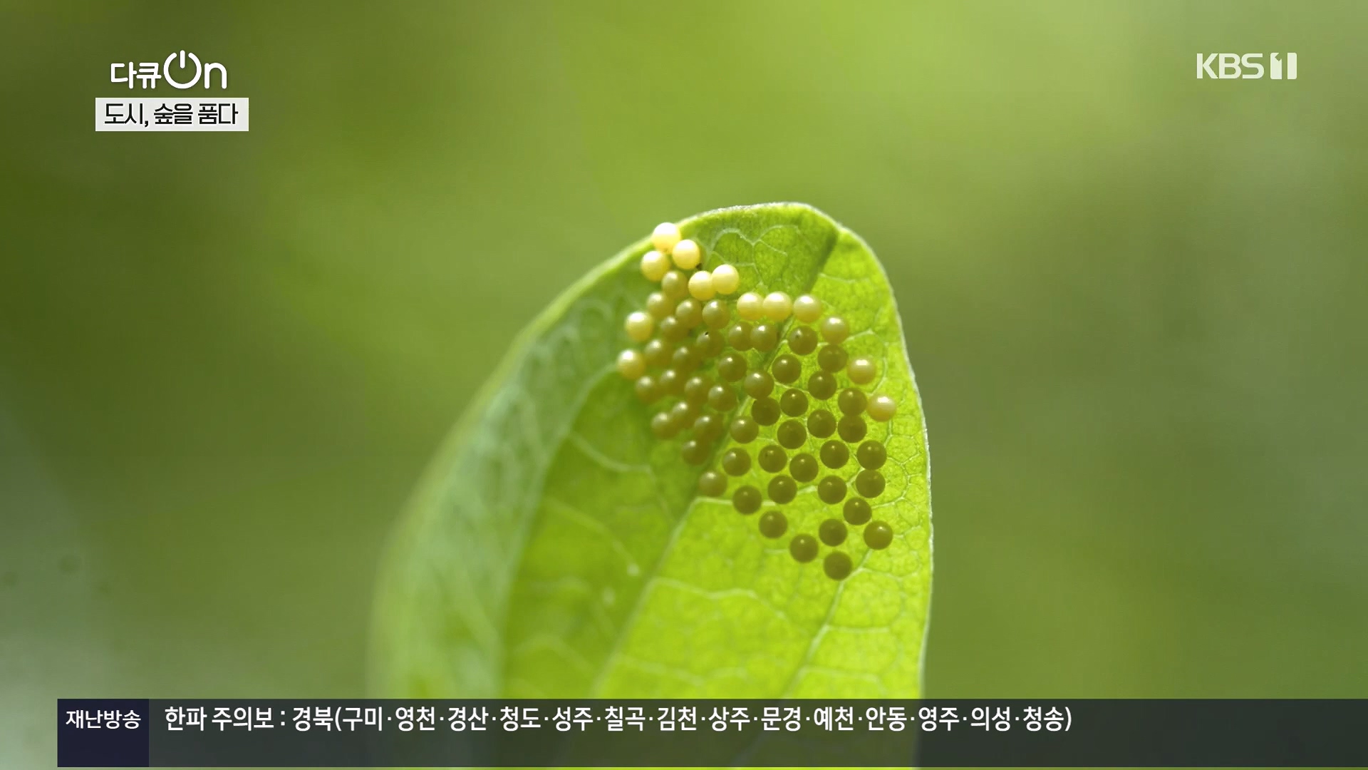 다큐 On.E232.231216p.H264-F1RST.mp4_20231220_212226.795.jpg