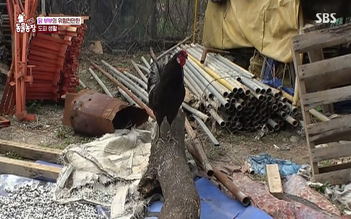 TV 동물농장.E1068.220509p-NEXT.mp4_20220508_173823.124.jpg