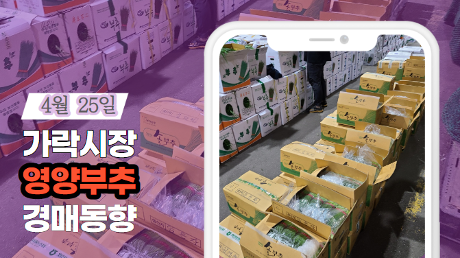  [경매사 일일보고] 4월 25일자 가락시장 영양부추 경매동향을 살펴보겠습니다!