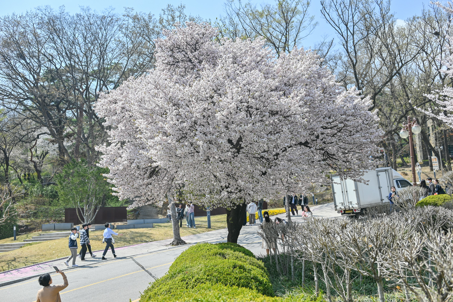 벚꽃 명소인 연세대