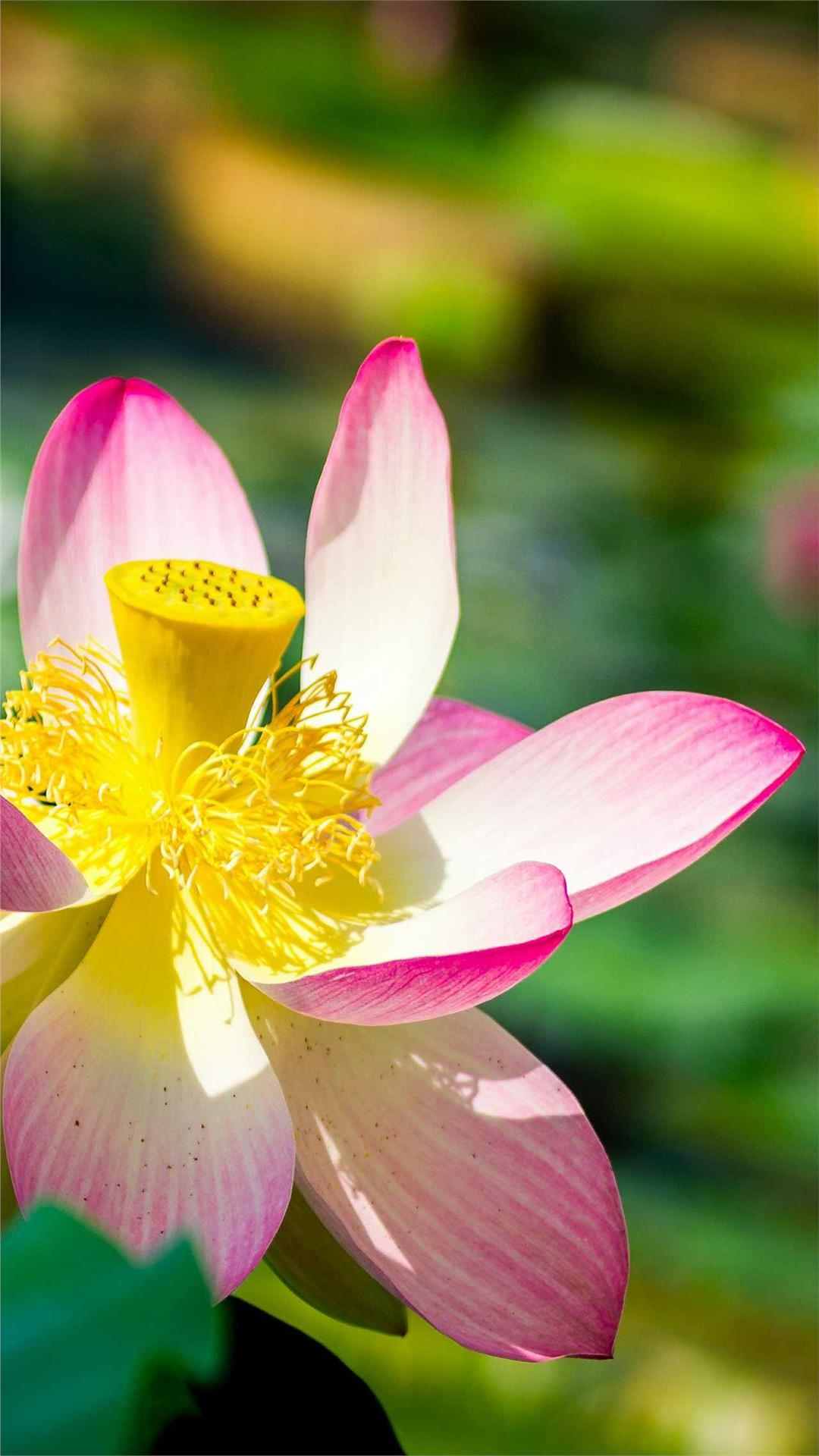 Lotus Flower iPhone Wallpaper