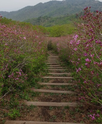 진달래