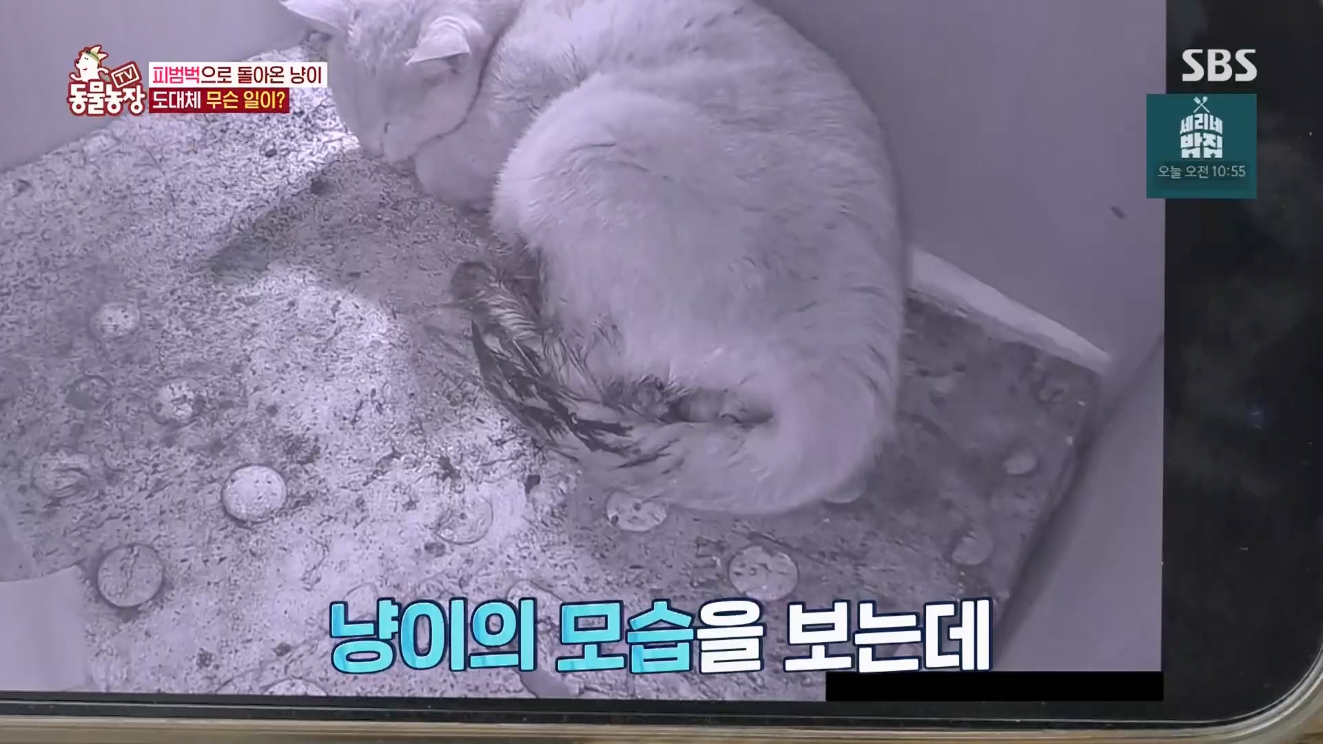 TV 동물농장.E1170.240505p.H264-F1RST.mp4_20240505_153811.871.jpg