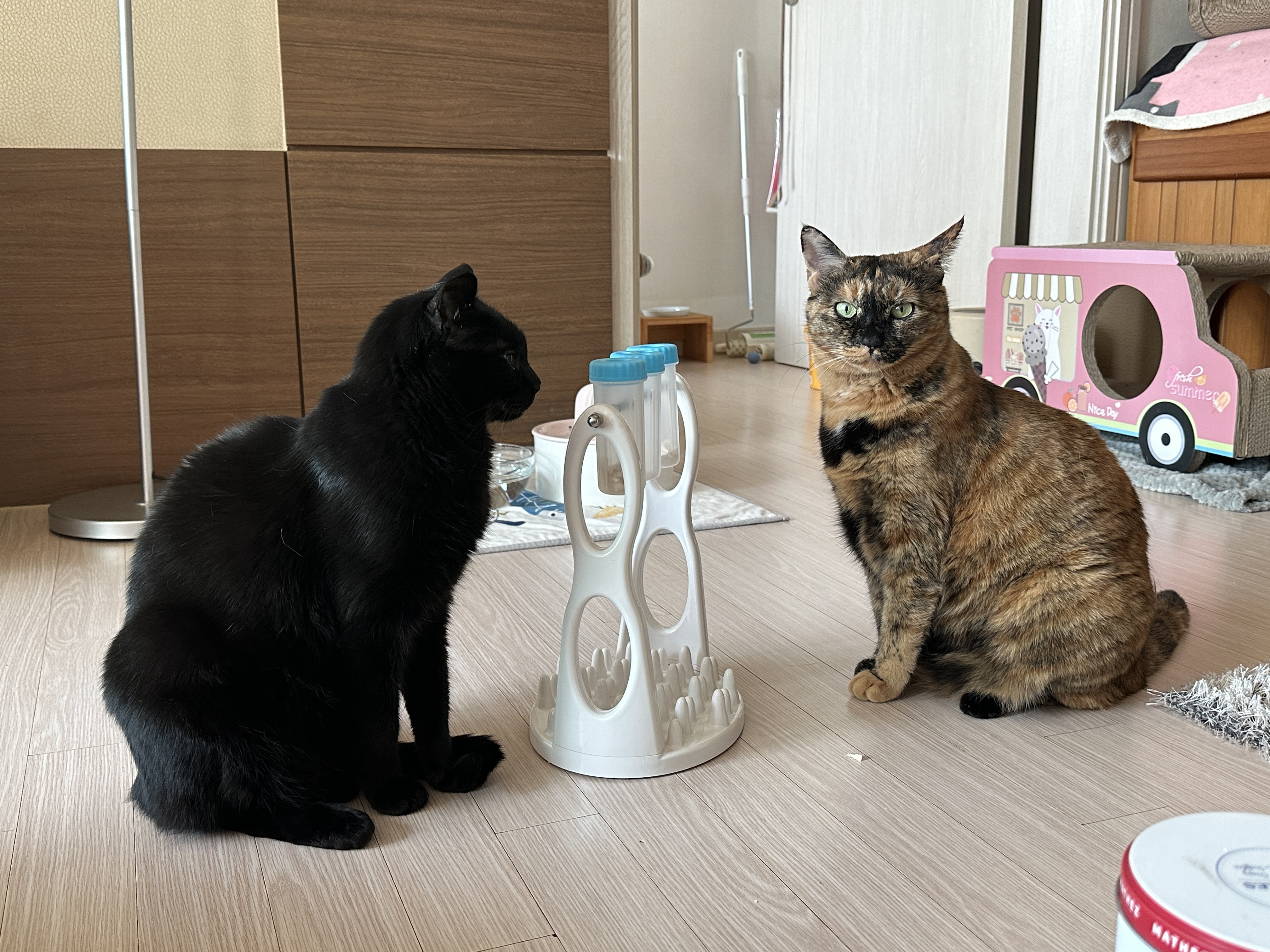 우리집 똑똑한 고양이 건이와 먹보 사랑이 (feat. 똑똑한 고양이를 둔 다묘집사의 고민)