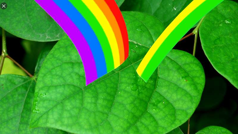  엽록소 (CHLOROPHYLL) 효능 부작용 알고 가세요.