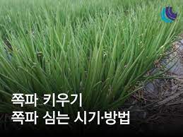 쪽 파 심는 적기와 주요 사항