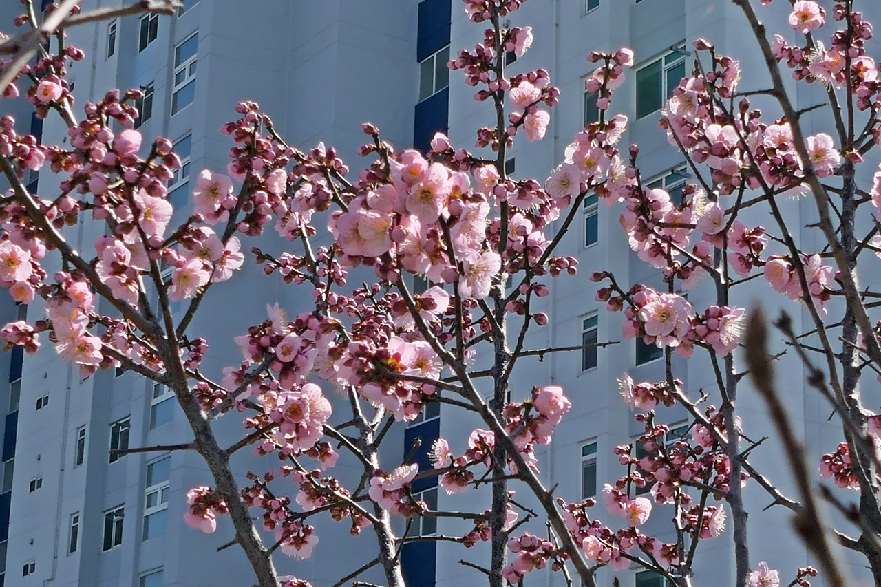 옥상화단의 매화와 산수유꽃 9
