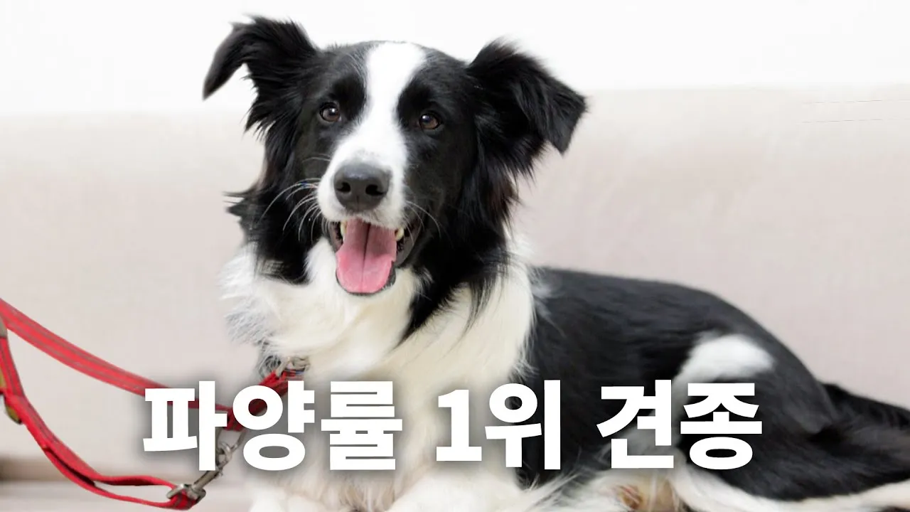 보더콜리 분양 가격 성격 수명 장단점_2