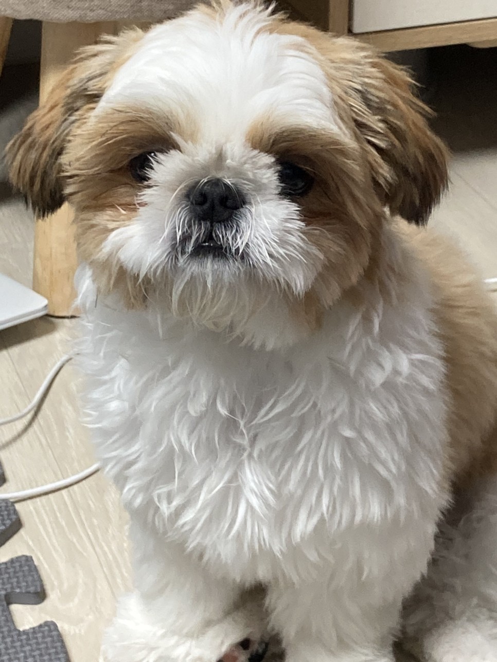 애견미용 여름맞이 애견미용 강아지 미용 천안 애견미용 [지켜주는 강아지] 천안역 13