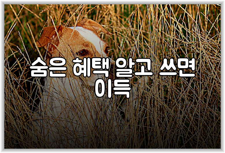 숨은 혜택 알고 쓰면 이득