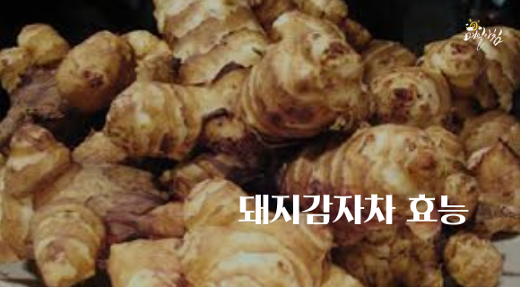  [매일아침좋은글] 돼지감자차 효능